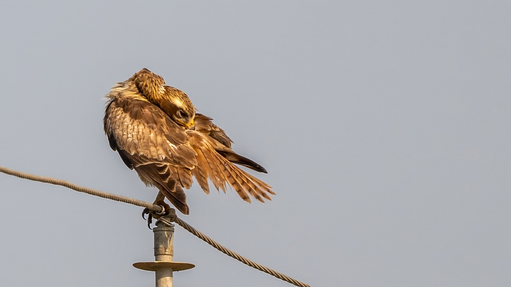 White-eyed Buzzard